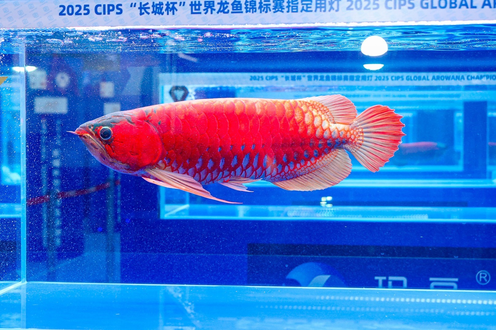 詳細(xì)閱讀:2025 長城杯世界龍虎魟魚錦標(biāo)賽(全場總冠軍):2025長城杯世界龍虎魟魚錦標(biāo)賽全場總冠軍 2025 長城杯世界龍虎魟魚錦標(biāo)賽(全場總冠軍):2025長城杯世界龍虎魟魚錦標(biāo)賽全場總冠軍